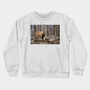 Young Ibex Crewneck Sweatshirt